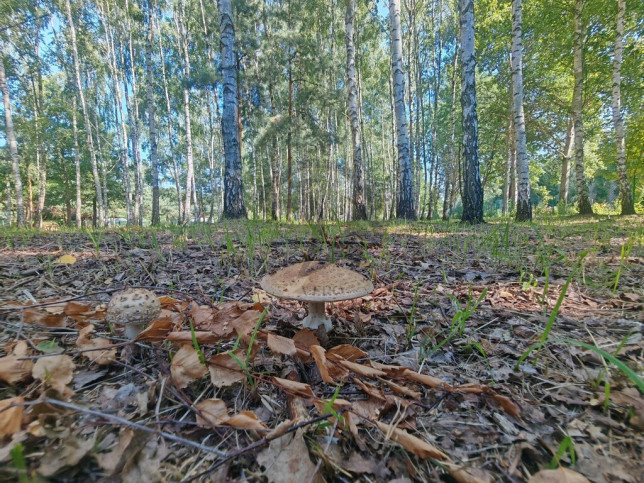 Działka Sprzedaż Madajka 14